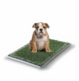 Tapete Entrenador de Pasto para Perros