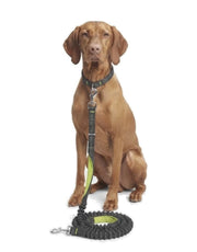 Correa para Perro Resistente Manos Libre