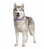 Kit 3 Piezas Collar Calmante Para Perros