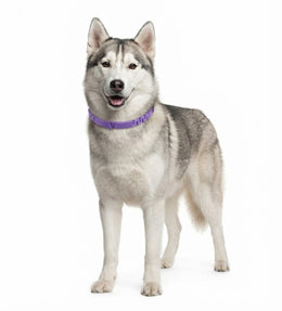 Kit 3 Piezas Collar Calmante Para Perros
