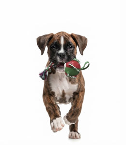 Pelota Fresbee Para Perros