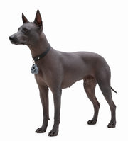 Localizador GPS para Mascotas, Bluetooth
